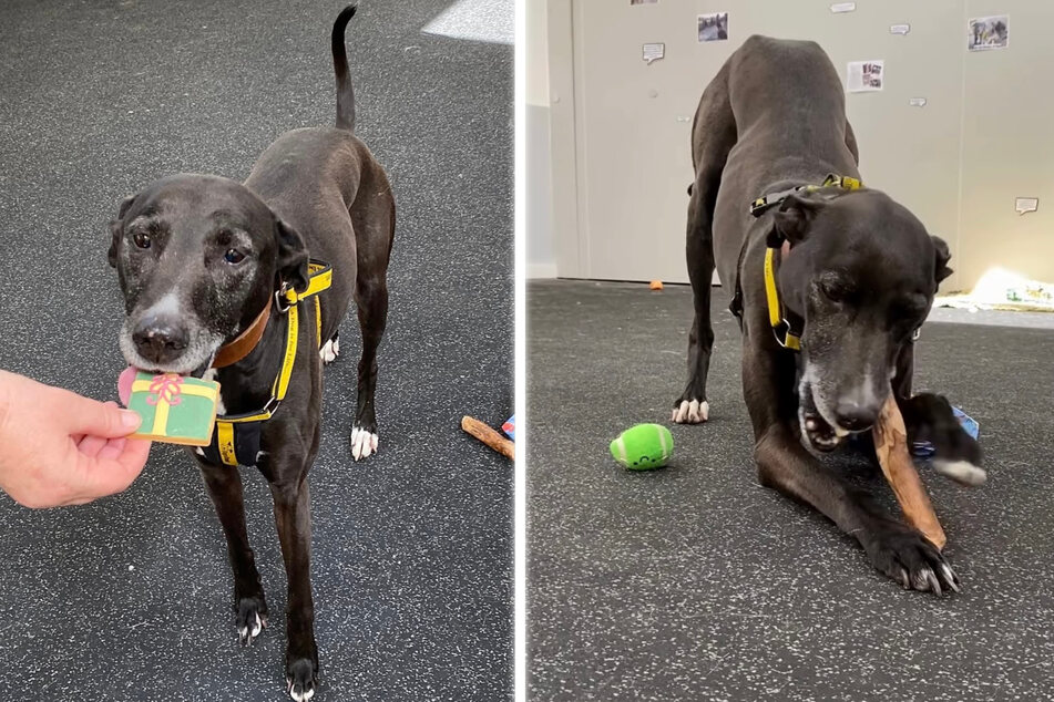 9-year-old Flash has been living at Dogs Trust for three years and has only ever had one interested party.