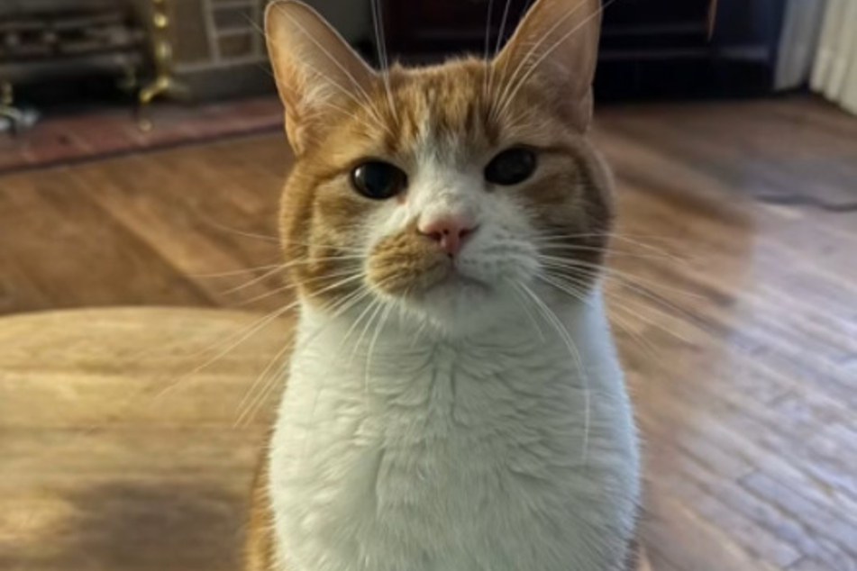 Trident the kitty may have saved the lives of his family!