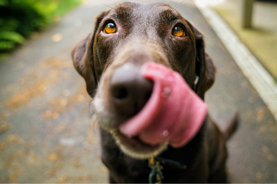 Why do dogs eat poop?