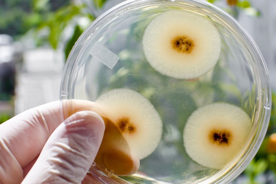 The fungi Aspergillus terreus and Engyodontium album have the ability to decompose plastic. The former is particularly common and can thrive in any garden or backyard (stock image).