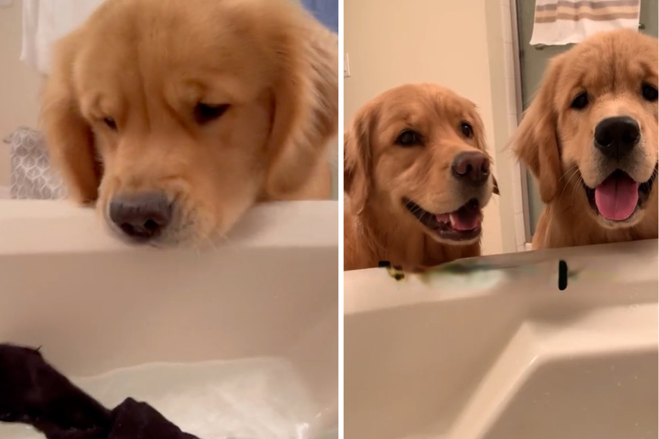 Golden retrievers hilariously interrupt owner's bathtime