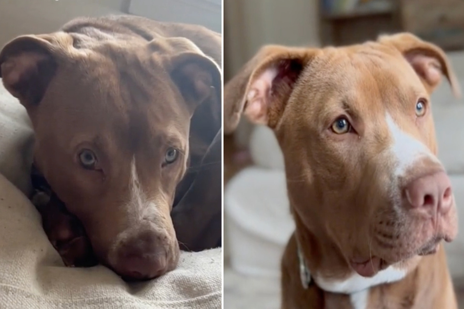 Pit bull kisses baby and changes hearts on TikTok