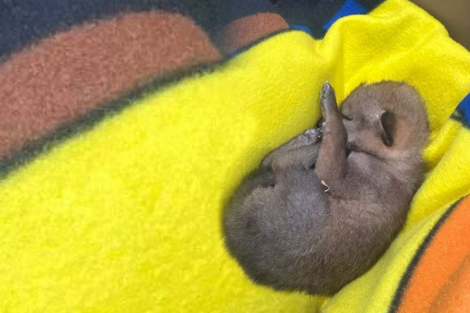 Little boy rescues injured puppy from the roadside – then the vet reveals the truth