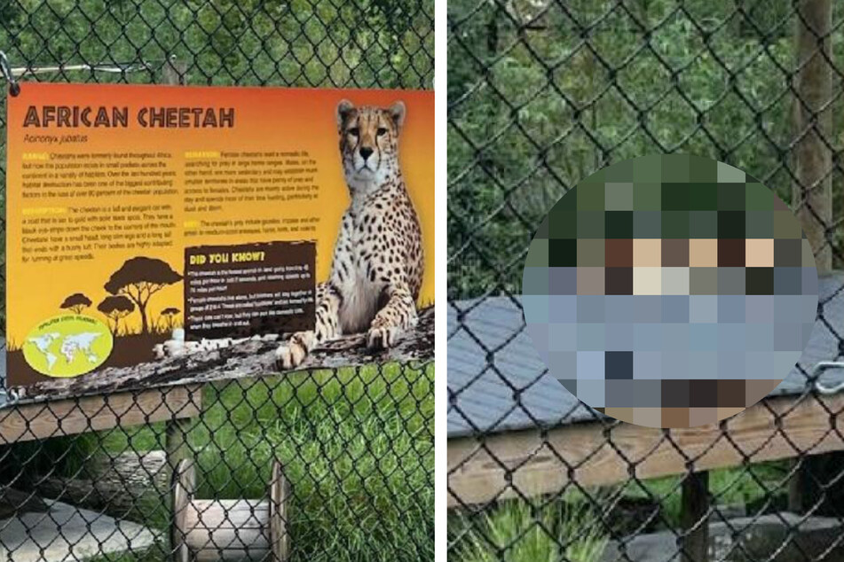 Man seeks out cheetah at the zoo and is met with a huge surprise!