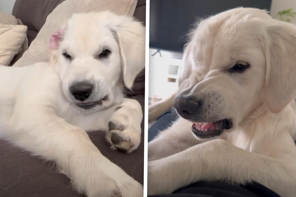Golden Retriever dogs are famous for their friendly, cuddly personalities – but Henry the pup isn't like the rest!