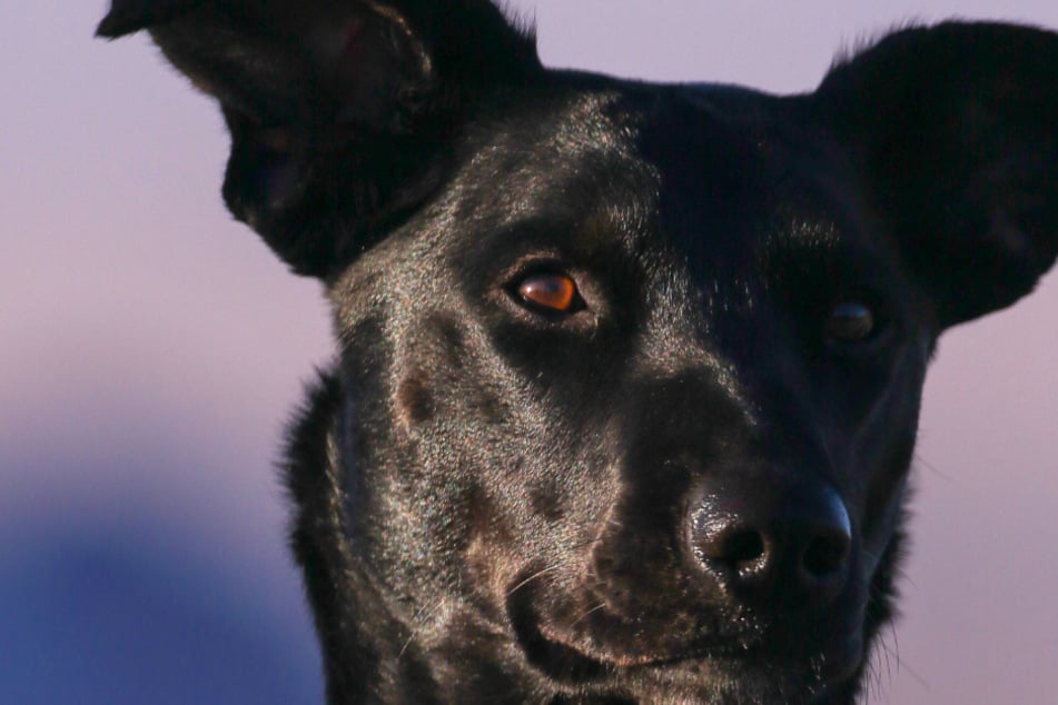 Could your dog's dull coat be a sign of something more serious?