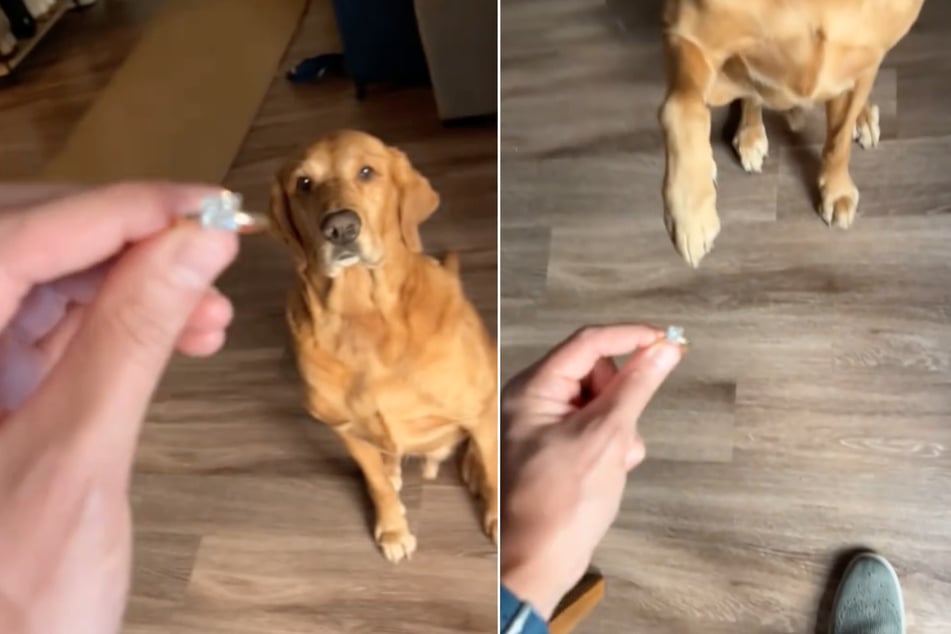 When a man recently showed his dog Murphy an engagement ring, he was hardly expecting such a human response!
