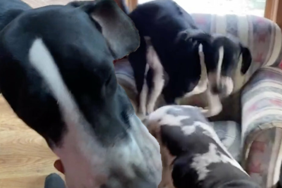 Poppy's owner assures concerned viewers that the dog is in good hands.
