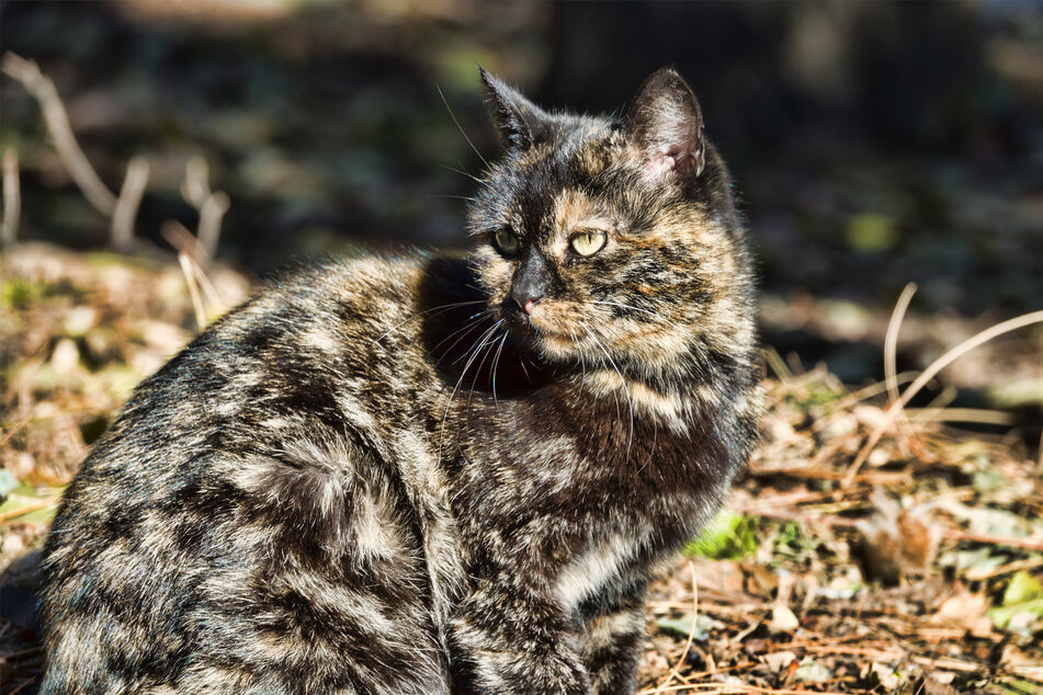 The domestic non-pedigree cat is far cuter than many give them credit for being.