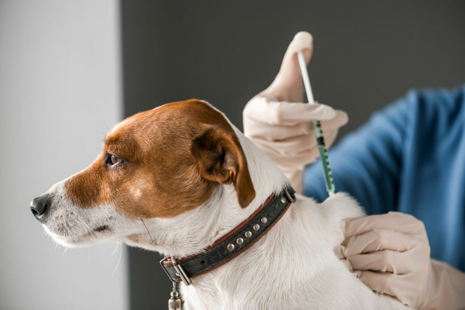 A dog suffering from diabetes may need daily insulin shots, but a good diet is also very important (stock image)>