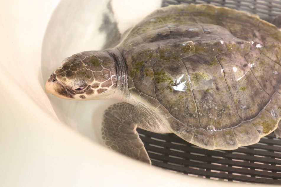 "Turtles fly too": cold-stunned sea turtles rescued in New England