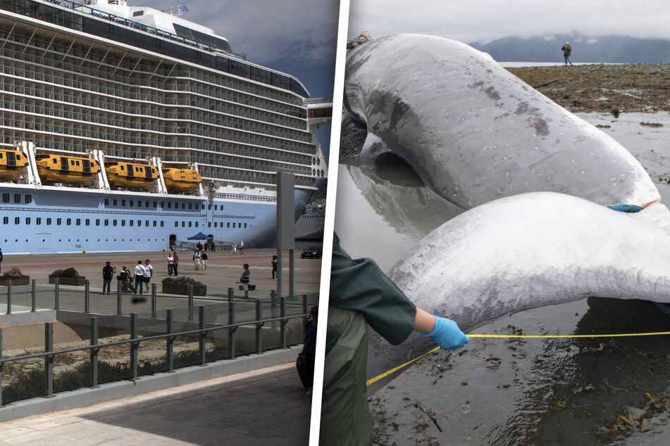 Cruise ship brings harrowing discovery as dead pregnant whale is found lodged on the vessel