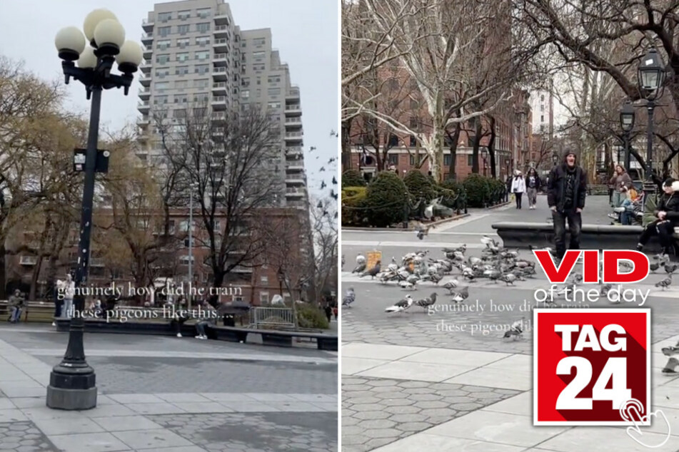 Today's Viral Video of the Day features a New Yorker with a unique talent for training birds!