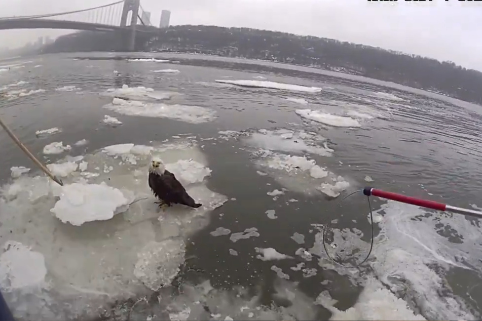 An injured bald eagle is stranded on ice in the Hudson River near New York City.