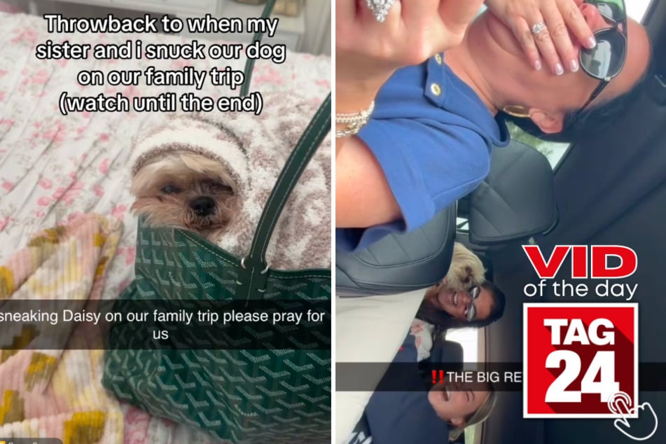 These sisters snuck their Shih Tzu, Daisy, on the family road trip, and their parents had no clue until a game of two truths and a lie.