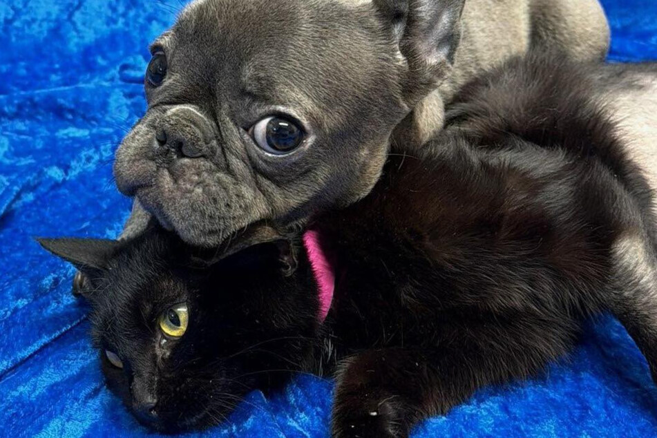 Love at first sight: their shared fate seems to weld the animals together.