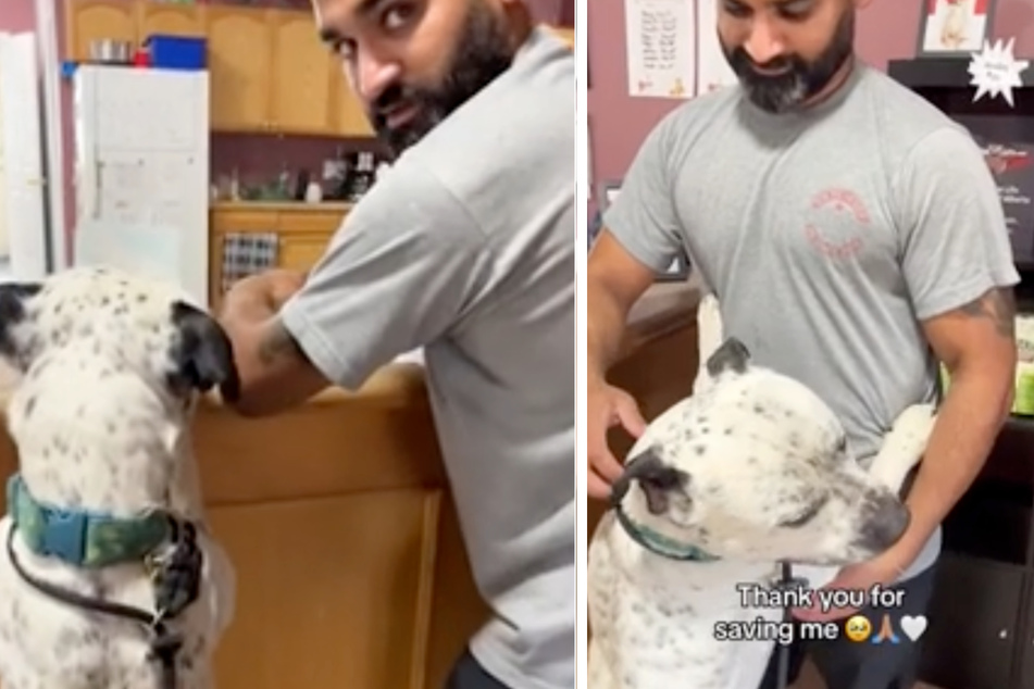 At first it looks as if the dog is checking the paperwork, then he happily falls into its owner's arms.
