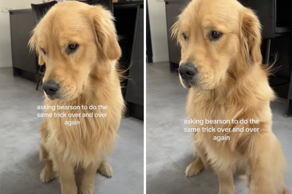 In a video on the dog's TikTok account, Giorgina Juanita set out to give Bearson the same command over and over again to see his reaction.