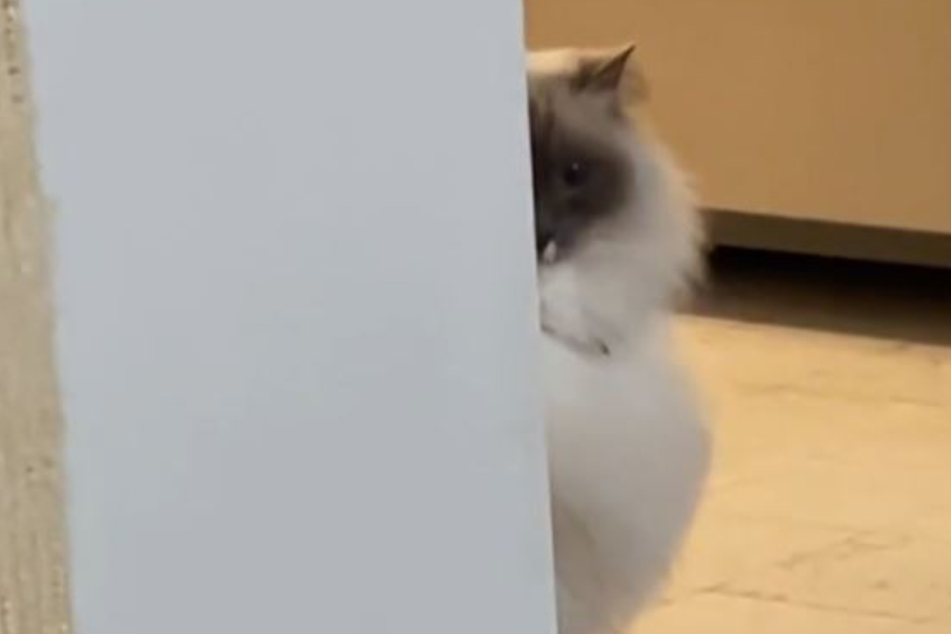 This cat made her to "fact check" her owner's claim that it was too late for treats.