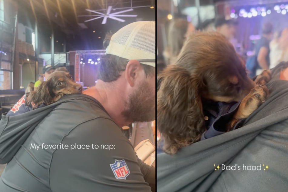Wouldn't anyone want to nap in the hoodie of a sweatshirt? Well, Coco the dog is living out that dream!