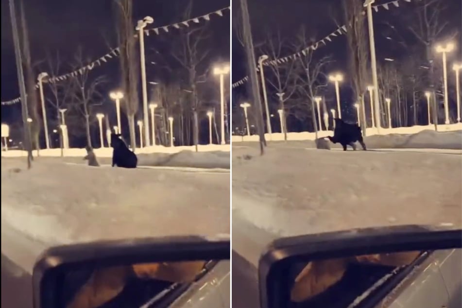 Anchorage woman kicked in the head by moose while walking her dog