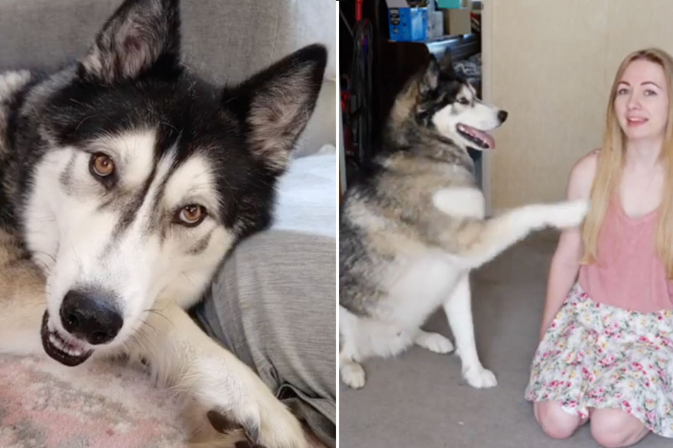 Play that husky music! Dog hears harmonica for the first time and his reaction is hilarious