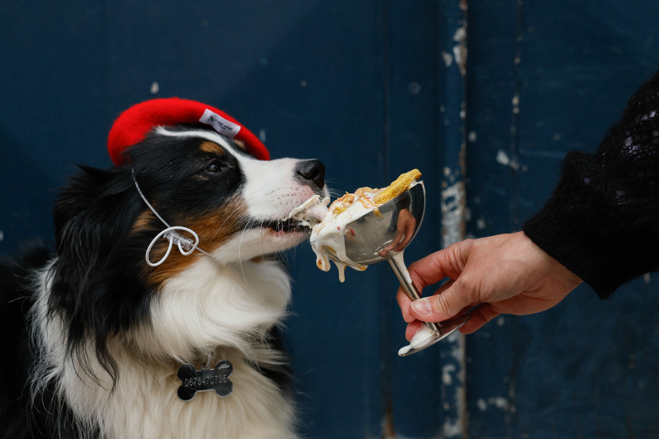 Marley, a miniature American Shepherd dog, eats a "Vip Pup Cup" at Le Bone Appart dog cafe in Paris on May 7, 2026.