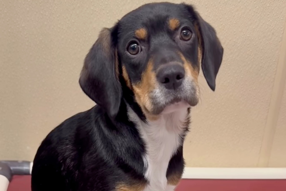 Bon Bon the dog seems to sense that she has been stood up by a family who canceled her adoption at the last minute.