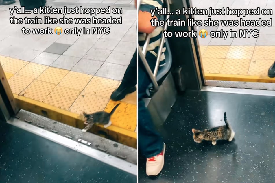 The stray kitten hopped onto the subway car "like she was headed to work," one passenger joked.