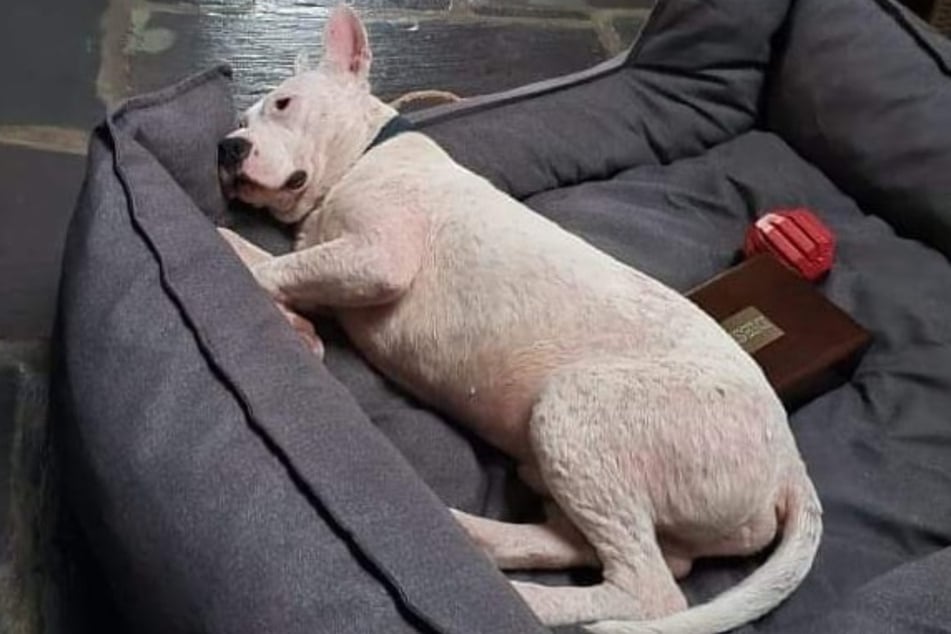 Dougie is still waiting for his forever home despite being rescued over a year ago.