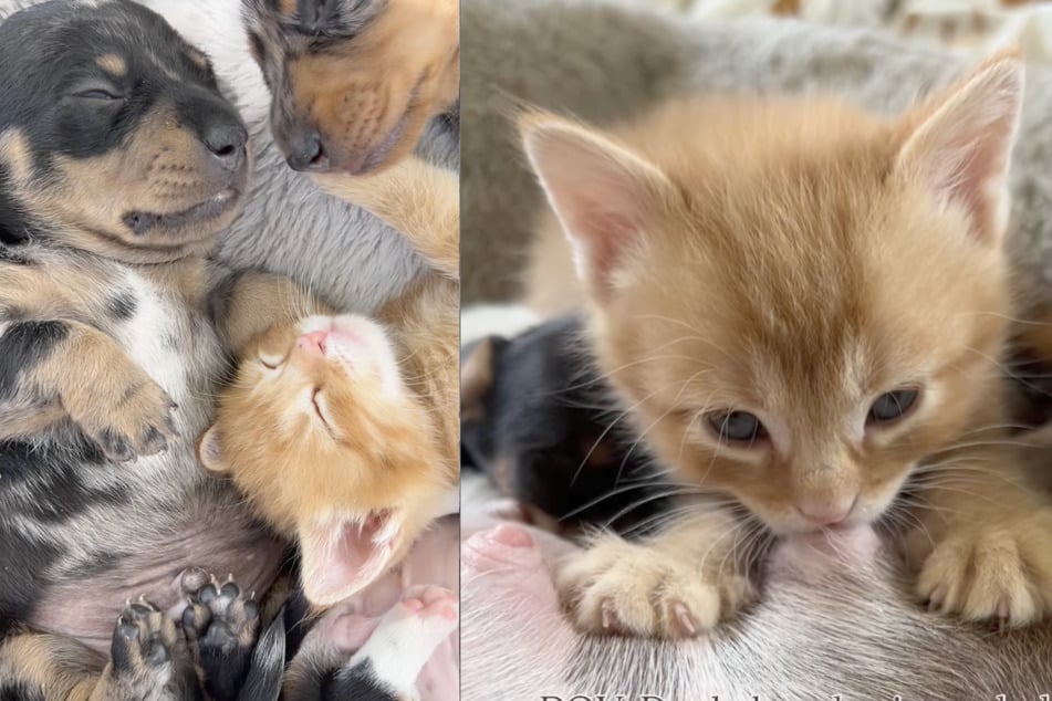 This little kitten has formed the sweetest bond with a dachshund and her puppies.