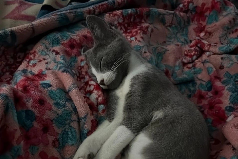 "Purrling Paawland" the cat quickly moved in with the woman.