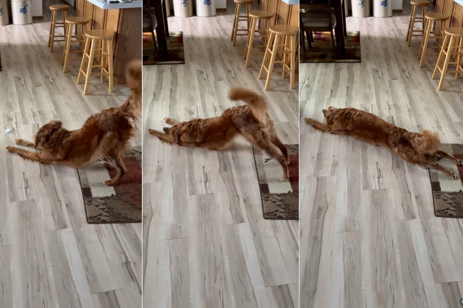 Dog has adorably bizarre reaction to being gifted an ice cube in viral video!
