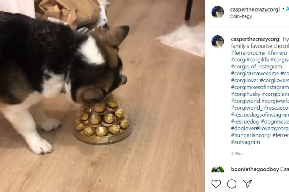 Luckily Casper didn't manage to get hold of the chocolate, as he probably wouldn't have been able to stomach it.