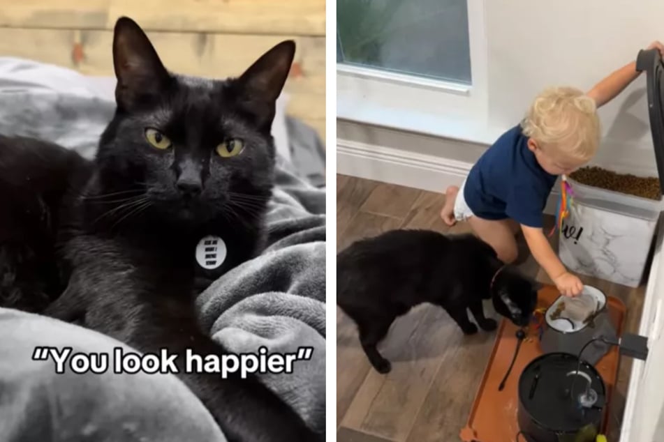 Cat trains baby brother to do his bidding in hilarious video: "finallly the human kitten is useful"