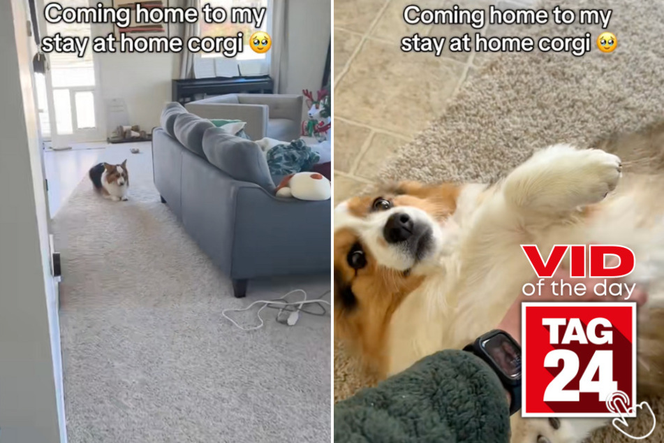 Today's Viral Video of the Day stars an adorable Corgi who has the most hilarious and heartwarming way of greeting his owner!