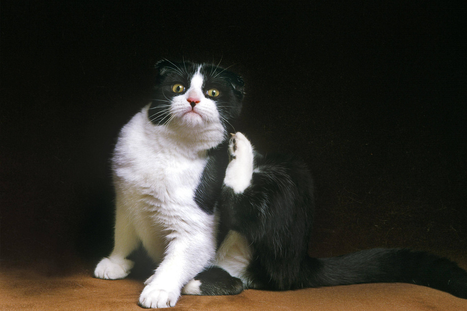 Scottish Folds are fascinating and beautiful tuxedo cats.