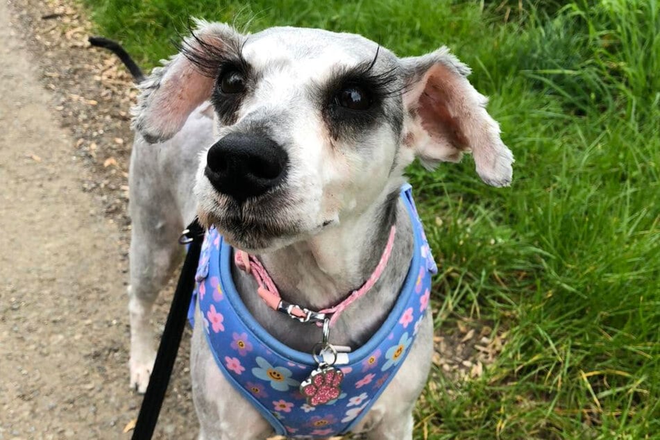 With those lashes, Lady quickly swooned potential owners and found her forever home.
