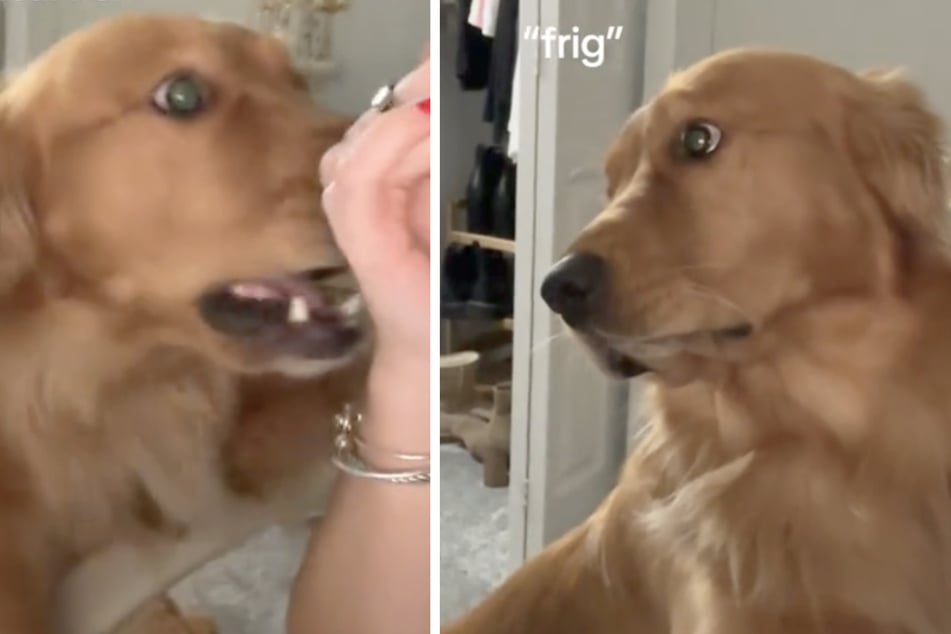Dog misbehaves until owner pulls out the big guns: "I'm gonna tell Grandma!"