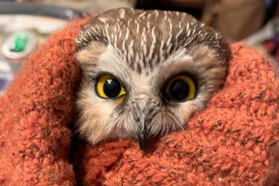 What a hoot: the Rockefeller Center Christmas tree had an adorable surprise in it!