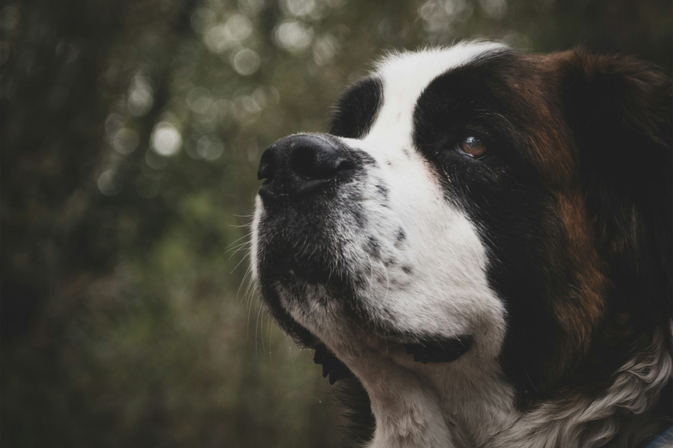 Saint Bernards are big boys, but they're also incredibly relaxed and low-energy.
