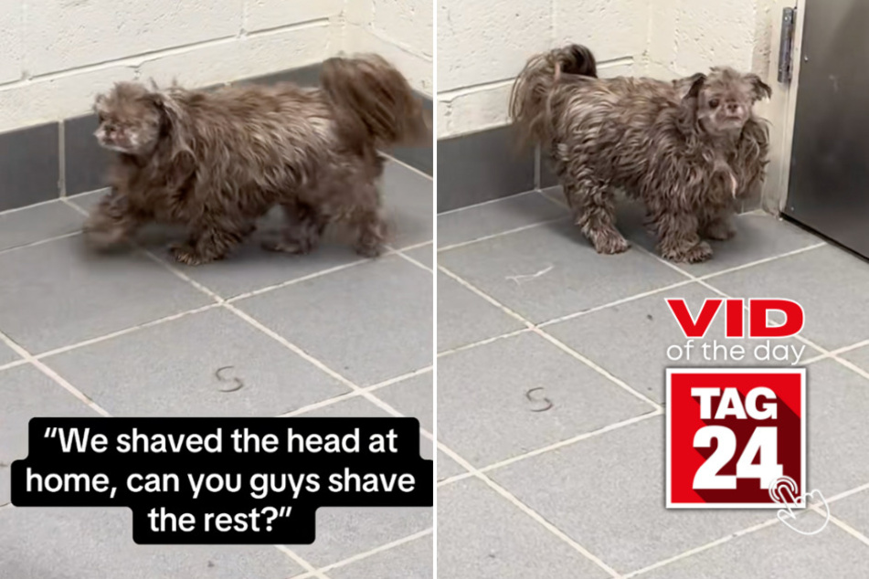 Viral Video of the Day for February 4, 2026: Dog's DIY haircut has groomers losing it