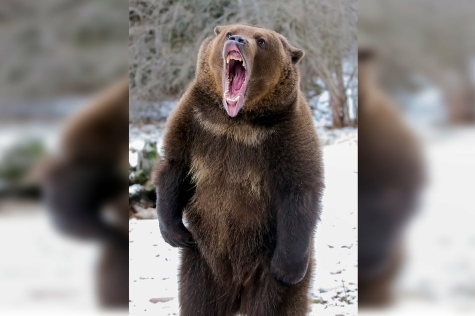 Bears rarely attack people, but a grizzly was responsible for the death of a camper in Montana on July 6 (stock image).