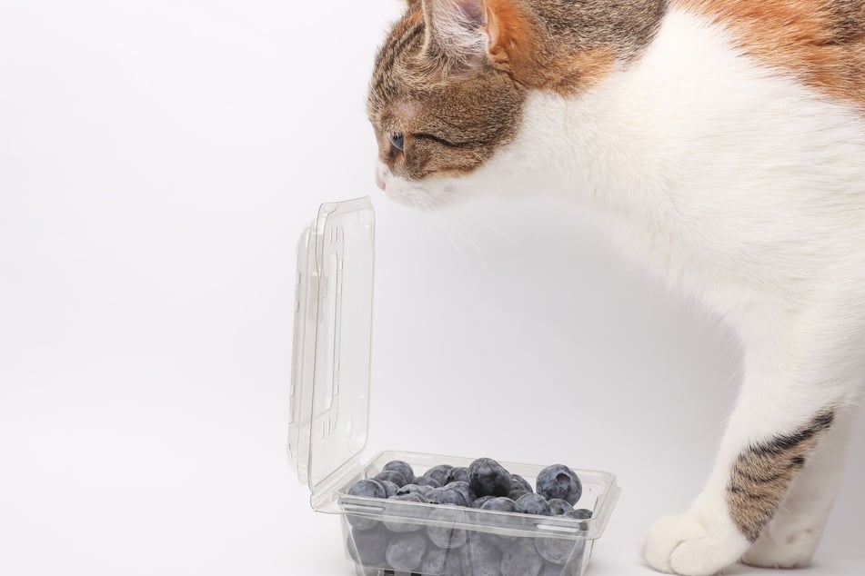Can cats eat blueberries?