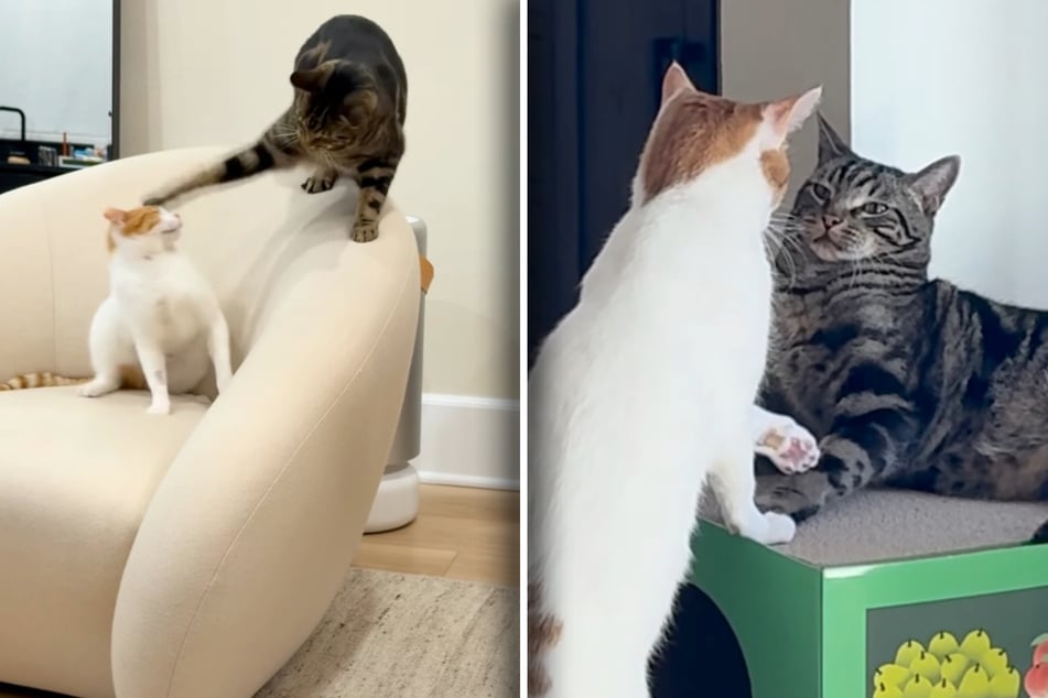 Cats are sworn enemies until this sudden change: "Watch how my cats fall in love!"