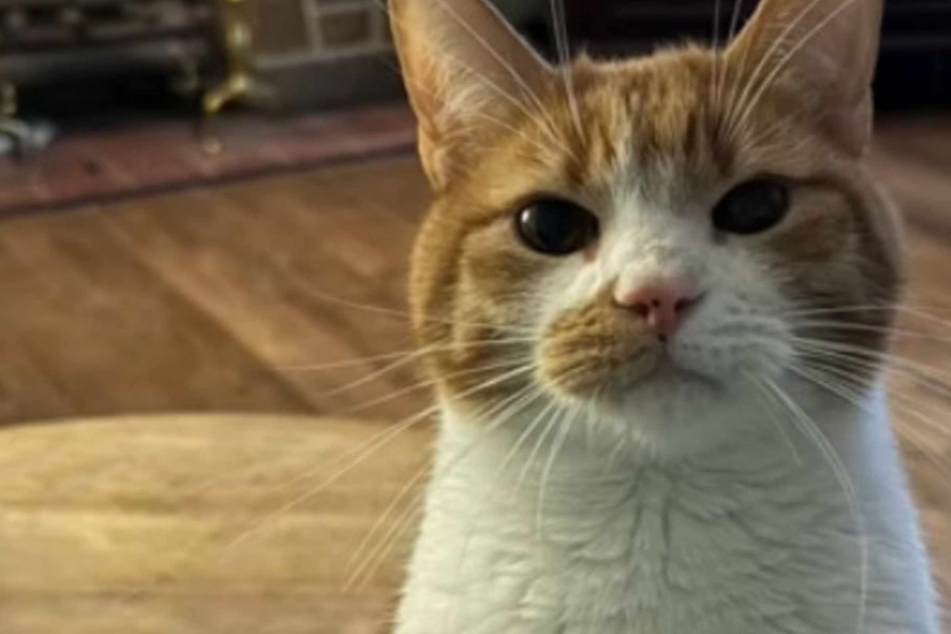 Heroic cat sounds the alarm and warns family of danger: "He saved us"