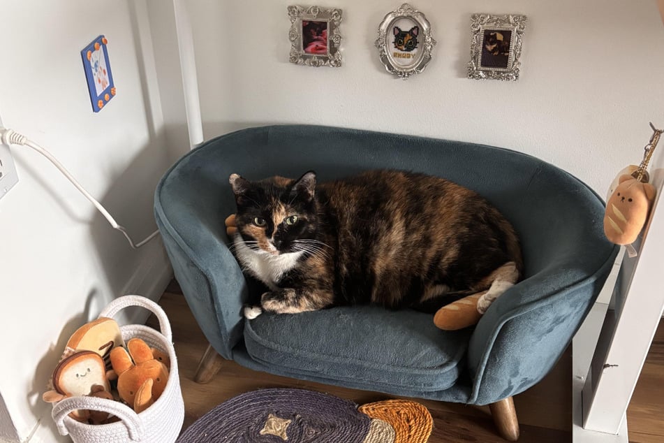 This cat has gone viral for her luxury setup, which her owner set up next to her desk while she's working.