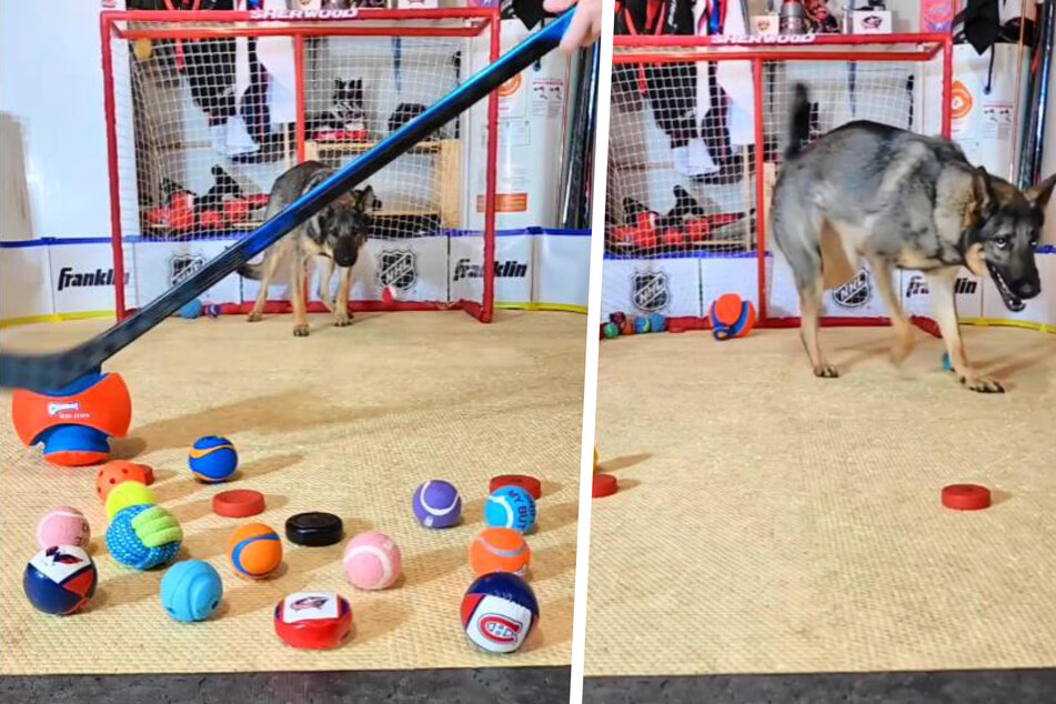 German shepherd goalie scores internet fame with incredible hockey skills