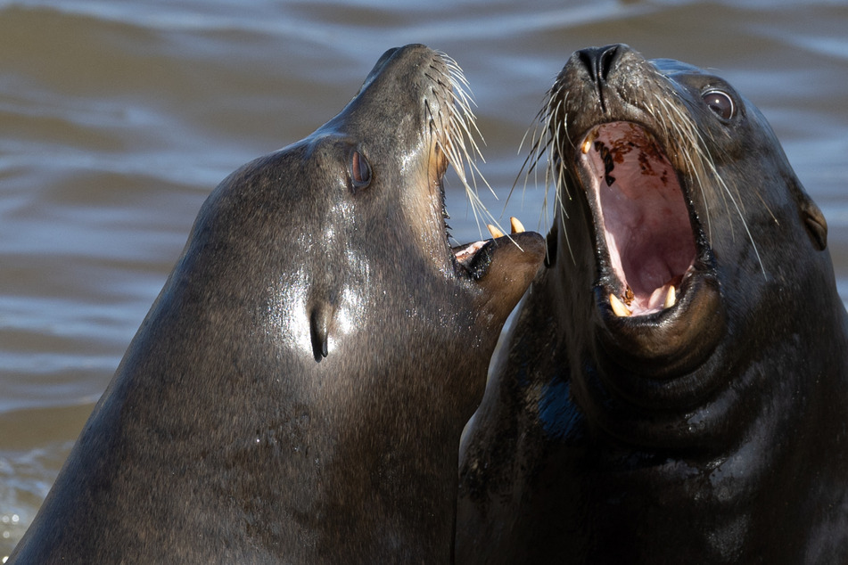 Sea lion attack sends 15-year-old girl into a panic: "Please don't kill me!"