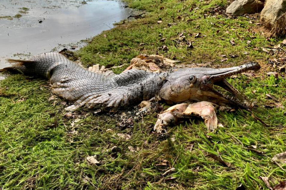 Blast from the prehistoric past? Locals baffled by mysterious creature